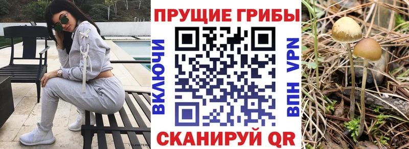 закладка  ОМГ ОМГ tor  Псилоцибиновые грибы Psilocybe  Павловский Посад 